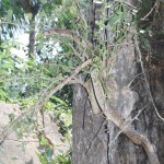 MIRACLE IN KUMBAKONAM,SOUTH INDIA – Cobra doing Archana for Siva Lingam
