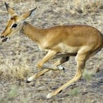 ಅಶೋಕೆಯ ನೆನಪಾಯಿತು…