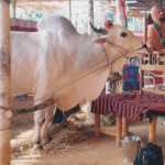 ಮಹಾನಂದಿ ಕೈಲಾಸವಾಸಿ..!!