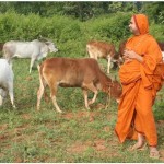 Dharma – The Life Companion