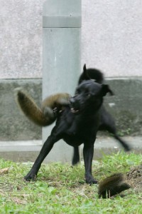 SquirrelMother-03